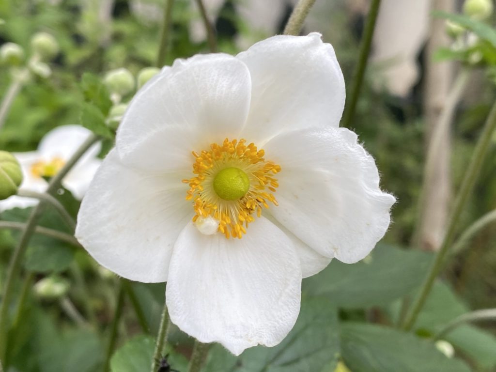 シュウメイギクの寿命は １歩 ２歩 散歩