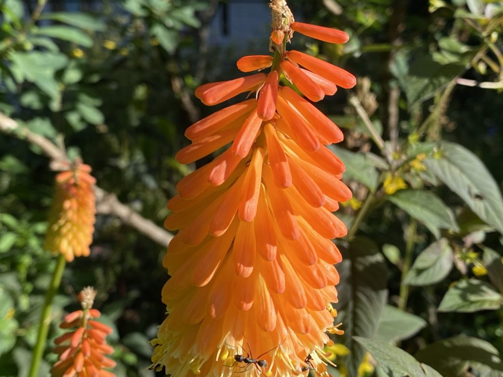 違和感と存在感が混在するオオトリトマ １歩 ２歩 散歩